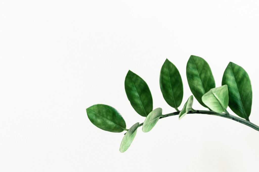 pawel czerwinski lwbz01xrroi unsplash